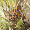 Corizus hyoscyami (Red & Black Rhopalid).jpg